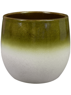 Fem D 26 H 24 cm - PlantenShop24 - 23-04-2025