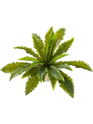 Fern Margarintum H 70 cm - PlantenShop24 - 17-10-2023