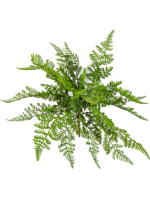 Fern Wood H 30 cm - PlantenShop24 - 15-05-2025