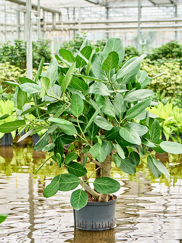 Ficus Benghalensis Audrey D 28 H 100 cm - PlantenShop24 - 04-06-2025