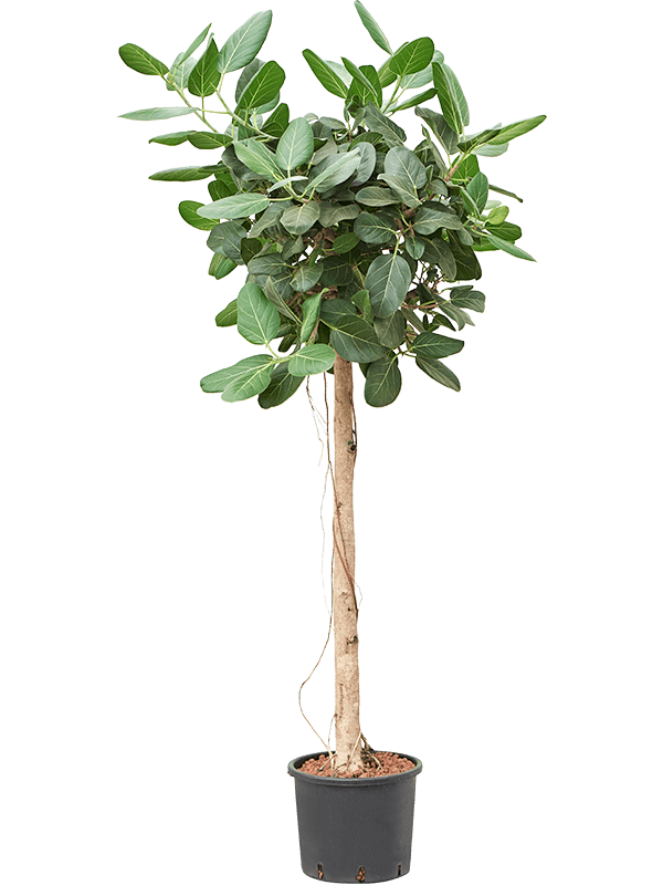 Ficus Benghalensis Audrey D 28 H 190 cm - PlantenShop24 - 16-05-2025