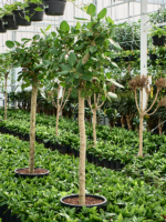Ficus Benghalensis Audrey D 42 H 250 cm - PlantenShop24 - 28-05-2025
