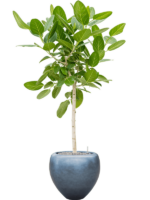 Ficus Benghalensis Audrey In Baq Metallic Silver Leaf D 30 H 182 cm - PlantenShop24 - 23-10-2024