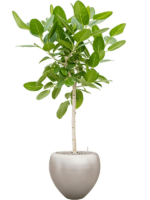 Ficus Benghalensis Audrey In Baq Metallic Silver Leaf D 30 H 182 cm - PlantenShop24 - 23-10-2024