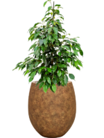 Ficus Benjamina Danielle In Mineral D 21 H 102 cm - PlantenShop24 - 28-04-2025