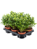 Ficus Benjamina Natasja D 12 H 30 cm - PlantenShop24 - 31-12-2024