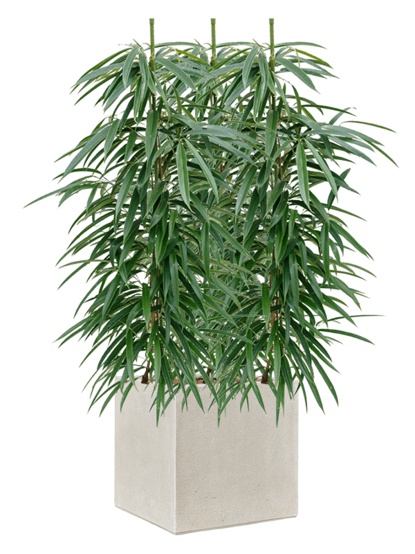 Ficus Binnendijkii Alii In Antwerp D 18 H 117 cm - PlantenShop24 - 28-04-2025