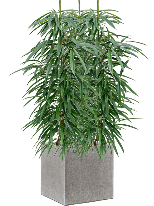 Ficus Binnendijkii Alii In Antwerp D 18 H 117 cm - PlantenShop24 - 28-04-2025