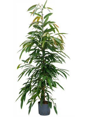 Ficus Binnendijkii Amstel King D 22 H 170 cm - PlantenShop24 - 16-06-2025
