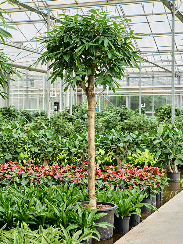 Ficus Binnendijkii Amstel King D 45 H 210 cm - PlantenShop24 - 02-04-2025