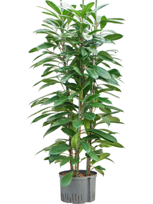 Ficus Cyathistipula D 28 H 150 cm - PlantenShop24 - 25-08-2025