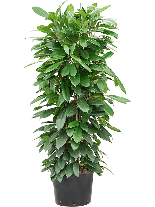 Ficus Cyathistipula D 32 H 140 cm - PlantenShop24 - 22-04-2025