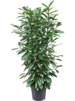 Ficus Cyathistipula D 38 H 185 cm - PlantenShop24 - 02-04-2025