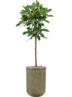 Ficus Cyathistipula In Baq Vertical Rib D 30 H 202 cm - PlantenShop24 - 23-10-2024