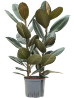 Ficus Elastica Abidjan D 22 H 80 cm - PlantenShop24 - 28-04-2025
