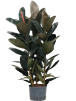 Ficus Elastica Abidjan D 25 H 110 cm - PlantenShop24 - 07-07-2025