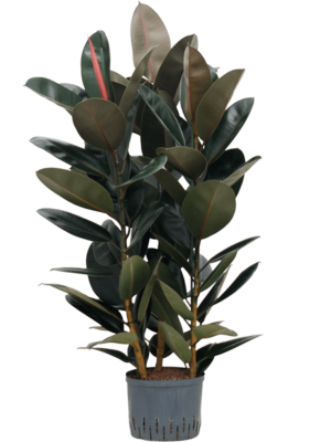 Ficus Elastica Abidjan D 25 H 110 cm - PlantenShop24 - 07-07-2025