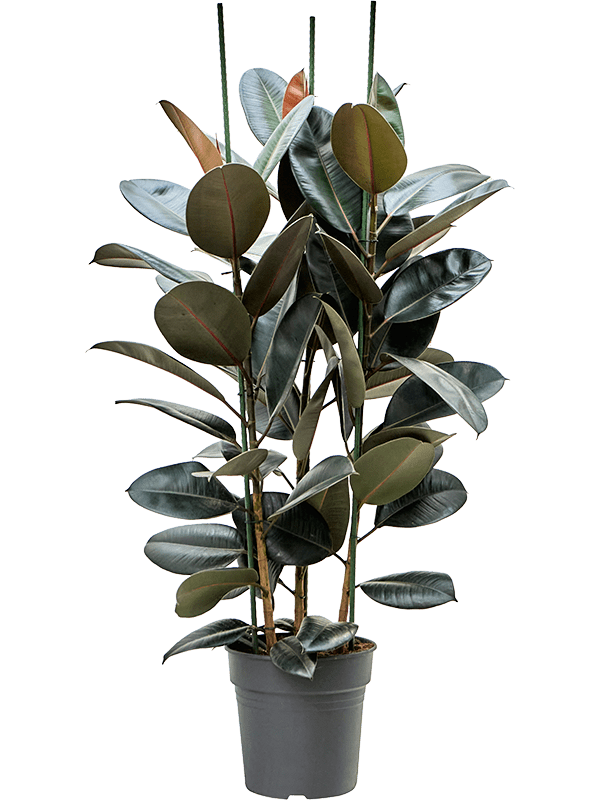 Ficus Elastica Abidjan D 30 H 140 cm - PlantenShop24 - 23-06-2025