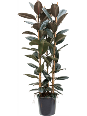 Ficus Elastica Abidjan D 38 H 170 cm - PlantenShop24 - 18-06-2025
