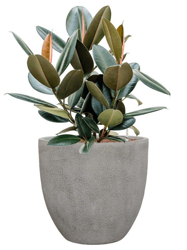 Ficus Elastica Abidjan In Antwerp D 22 H 78 cm - PlantenShop24 - 09-04-2025
