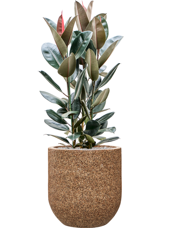Ficus Elastica Abidjan In Baq Naturescast D 30 H 128 cm - PlantenShop24 - 18-04-2025