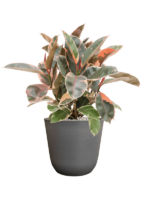 Ficus Elastica Belize In Palermo D 21 H 56 cm - PlantenShop24 - 24-03-2025