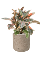 Ficus Elastica Belize In Rough D 21 H 58 cm - PlantenShop24 - 17-04-2025