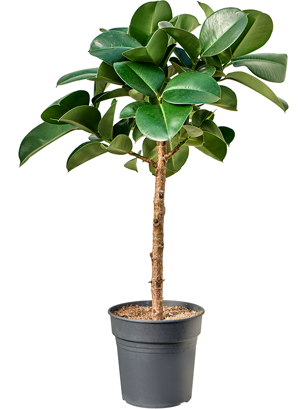 Ficus Elastica Cloe D 24 H 115 cm - PlantenShop24 - 14-05-2025