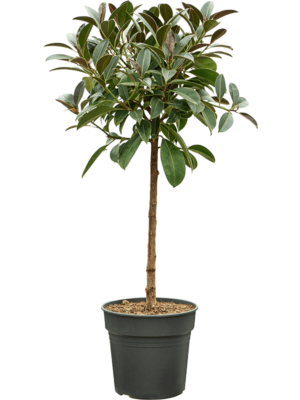 Ficus Elastica Melany D 30 H 140 cm - PlantenShop24 - 23-04-2025