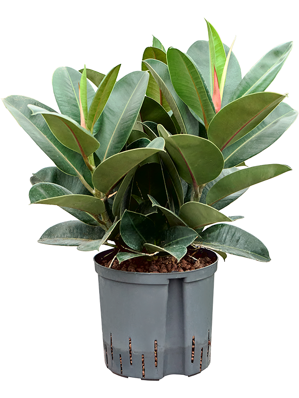Ficus Elastica Robusta D 22 H 55 cm - PlantenShop24 - 02-05-2025