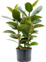 Ficus Elastica Robusta D 25 H 110 cm - PlantenShop24 - 02-05-2025