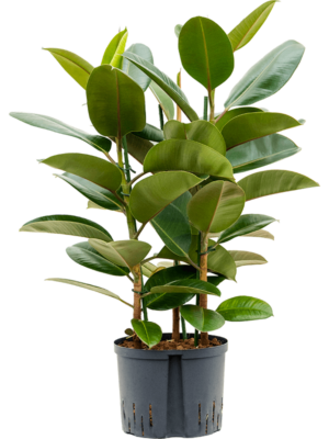 Ficus Elastica Robusta D 25 H 110 cm - PlantenShop24 - 02-05-2025