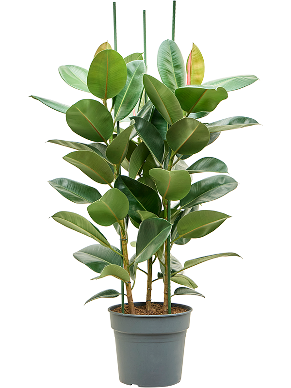 Ficus Elastica Robusta D 34 H 140 cm - PlantenShop24 - 24-04-2025