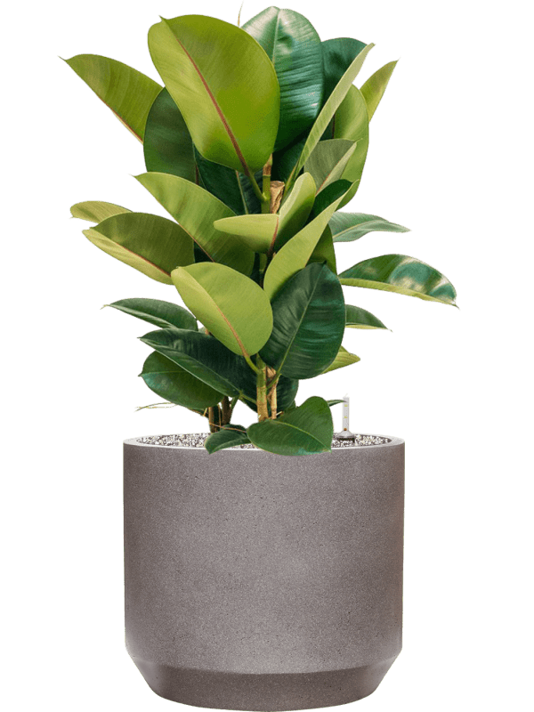 Ficus Elastica Robusta In Rotunda Urban D 24 H 89 cm - PlantenShop24 - 17-04-2025