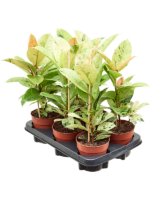 Ficus Elastica Schrijveriana D 12 H 25 cm - PlantenShop24 - 31-07-2024