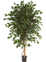 Ficus Exotica D 17 H 150 cm - PlantenShop24 - 26-06-2024