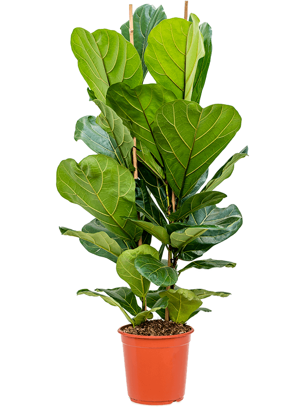 Ficus Lyrata D 24 H 120 cm - PlantenShop24 - 29-04-2025