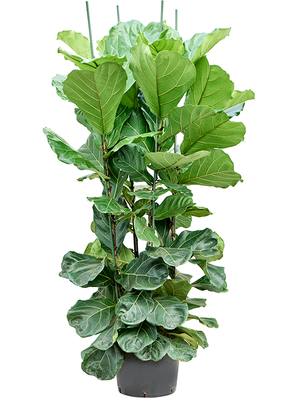 Ficus Lyrata D 32 H 170 cm - PlantenShop24 - 14-04-2025