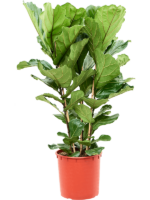 Ficus Lyrata D 34 H 140 cm - PlantenShop24 - 13-06-2025