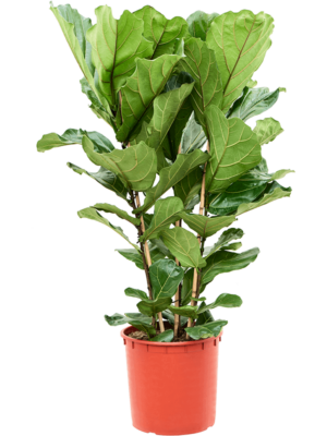 Ficus Lyrata D 34 H 140 cm - PlantenShop24 - 13-06-2025