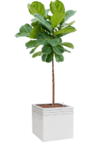 Ficus Lyrata In Baq Line-Up D 25 H 172 cm - PlantenShop24 - 23-10-2024