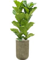 Ficus Lyrata In Baq Vertical Rib D 30 H 191 cm - PlantenShop24 - 23-10-2024