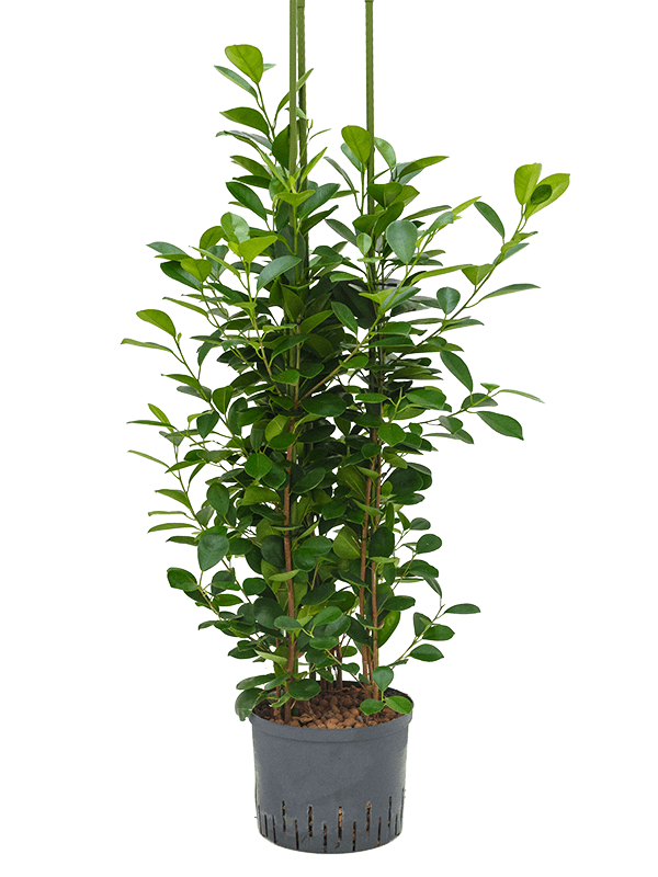 Ficus Microcarpa Moclame D 25 H 110 cm - PlantenShop24 - 05-05-2025