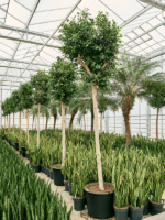 Ficus Microcarpa Nitida D 70 H 400 cm - PlantenShop24 - 05-05-2025