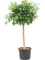 Ficus Microcarpa ‘Nitida’ D 30 H 140 cm - PlantenShop24 - 21-07-2025