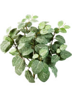 Fittonia D 35 L 35 cm - PlantenShop24 - 11-11-2024