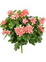 Geranium Cascade H 35 cm - PlantenShop24 - 01-07-2024