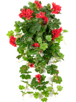 Geranium H 72 cm - PlantenShop24 - 15-05-2025