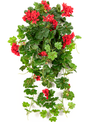 Geranium H 72 cm - PlantenShop24 - 17-10-2023