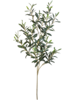 Giant Olive H 109 cm - PlantenShop24 - 15-05-2025